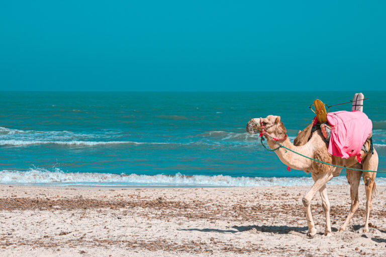 Camel and beach in Tunisia